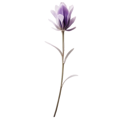 purple crocus,saffron crocus,crown chakra flower,crocus vernus,purple salsify,flax-leaved tulip,cretan crocus,tulipan violet,flowers png,spring crocus,cyanus cornflower,crocus,violet tulip,agapanthus,crocuss,closed blue gentian,crocus flowers,siberian squill,harebell,fernleaf lavender,Photography,General,Cinematic