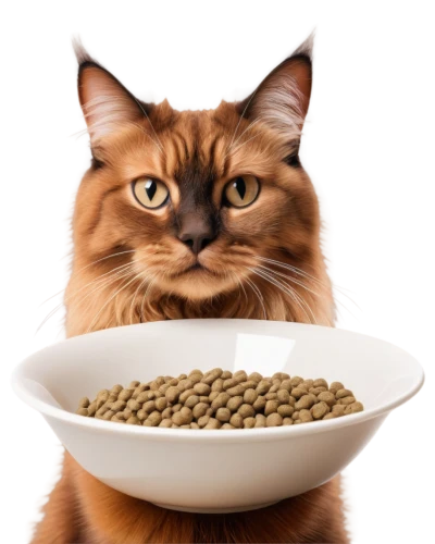 cat food,pet food,pet vitamins & supplements,lentils,lentil,small animal food,fenugreek,cereal grain,dog food,java beans,food grain,cowpea,breed cat,animal feed,catnip,soybean oil,farro,freekeh,oat,cat image,Illustration,Black and White,Black and White 14