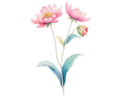 flowers png,tulip background,flower and bird illustration,flower illustration,flower illustrative,rose flower illustration,floral mockup,watercolor floral background,floral digital background,turkestan tulip,minimalist flowers,flower background,flower painting,flower drawing,pink tulip,anemone hupehensis september charm,paper flower background,lotus png,tulipa,peony,Illustration,American Style,American Style 15