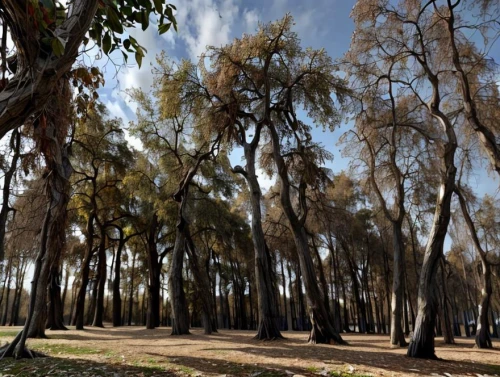 rafeiro do alentejo,olive grove,argan trees,cabaneros national park,doñana national park,casuarina,ancient olympia,alentejo,tree grove,palma trees,hala sultan tekke,pine forest,conguillío national park,gum trees,yoshua tree national park,cão da serra de aires,grove of trees,tree-lined avenue,altyn-emel national park,deforested