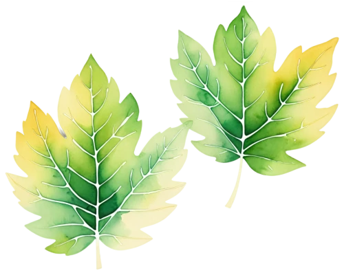 watercolor leaves,spring leaf background,leaf background,leaf icons,leaf drawing,watercolour leaf,oak leaves,glitter leaves,watercolor leaf,tree leaves,foliage leaves,colored leaves,chestnut leaves,beech leaves,walnut leaf,gum leaves,maple leaves,water-leaf family,leaf fern,maple foliage,Illustration,Japanese style,Japanese Style 06