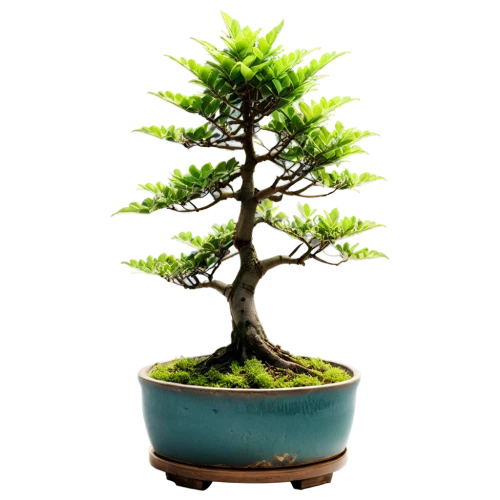 bonsai tree,bonsai,maple bonsai,norfolk island pine,japanese kuchenbaum,dwarf tree,dwarf pine,prostrate juniper,chile pine,elm bonsai,thuja,chilean cedar,potted tree,american larch,blue spruce,maple tree in pot,sitka spruce,columbian spruce,fir tree,small tree,Photography,General,Realistic