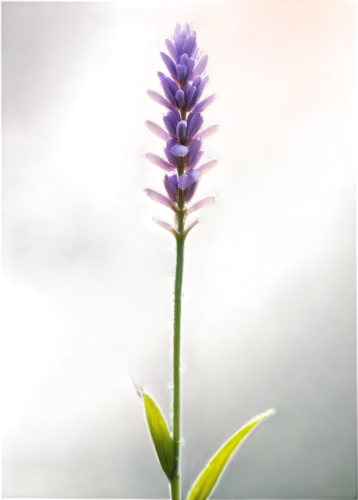 crown chakra flower,wild orchid,flowers png,fernleaf lavender,the lavender flower,grape-hyacinth,lavender flower,dactylorhiza praetermissa,curcuma,grape hyacinth,lupinus mutabilis,lavendar,purple flower,flower purple,blue grape hyacinth,pointed flower,muscari,lavandula,french lavender,the purple-and-white,Conceptual Art,Fantasy,Fantasy 01