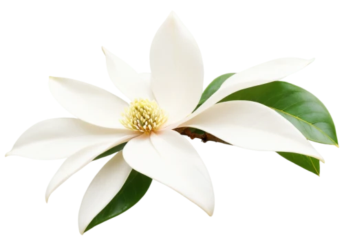 white magnolia,magnolia star,southern magnolia,magnolia × soulangeana,cape jasmine,chinese magnolia,magnolia x soulangiana,star magnolia,white plumeria,blue star magnolia,white passion flower,white lily,magnolia,magnolia flower,magnolia blossom,bush magnolia,fragrant white water lily,yulan magnolia,magnolia liliiflora,magnoliaceae,Illustration,Paper based,Paper Based 17