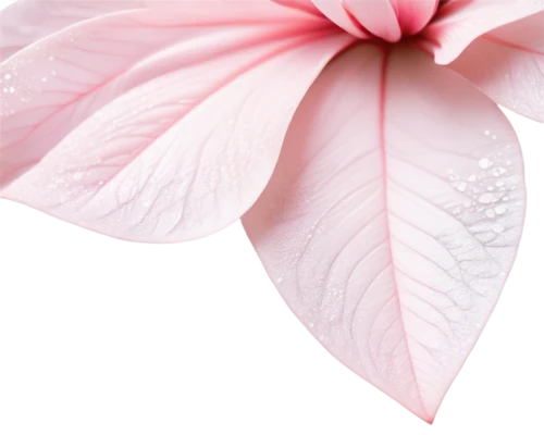 pink magnolia,pink petals,flowers png,magnolia leaf,magnolia × soulangeana,magnoliaceae,lotus leaf,pink floral background,magnolia flower,pink hibiscus,spring leaf background,pink flower white,tulip magnolia,anthurium,breast cancer ribbon,japanese magnolia,chinese magnolia,petals of perfection,paper flower background,magnolia,Conceptual Art,Graffiti Art,Graffiti Art 05