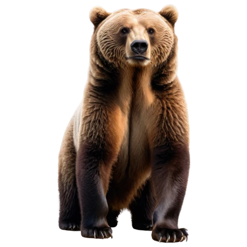 kodiak bear,brown bear,nordic bear,scandia bear,bear,great bear,bear kamchatka,sun bear,cute bear,spectacled bear,bear bow,bear market,grizzly bear,grizzly,bears,cub,brown bears,slothbear,bear teddy,bear guardian,Conceptual Art,Oil color,Oil Color 11