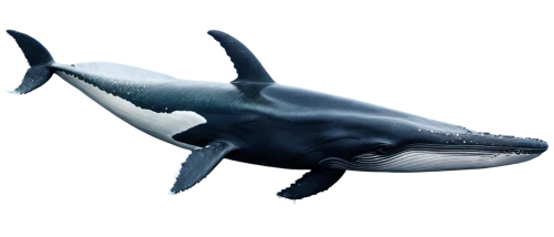 northern whale dolphin,orca,cetacean,tursiops truncatus,killer whale,cetacea,requiem shark,dorsal fin,rough-toothed dolphin,white-beaked dolphin,aquatic mammal,porpoise,whale,giant dolphin,toothed whale,marine reptile,striped dolphin,marine mammal,whale fluke,dusky dolphin,Illustration,Realistic Fantasy,Realistic Fantasy 17