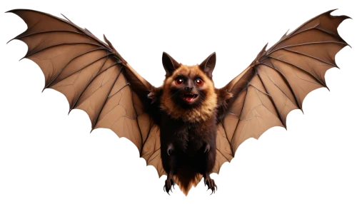 little red flying fox,fruit bat,big brown bat,vampire bat,bat,tropical bat,flying fox,megabat,bat smiley,hanging bat,bats,lantern bat,flying dog,mouse eared bat,australian terrier,belgian shepherd,belgian shepherd dog,belgian shepherd malinois,little brown myotis,png transparent,Illustration,Paper based,Paper Based 19