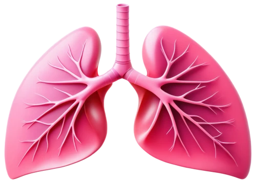 lungs,lung cancer,lung,respiratory protection,copd,ventilate,medical illustration,airway,aorta,circulatory system,venereal diseases,lung ching,nonsmoker,smoking cessation,rh-factor positive,circulatory,oxygenated and deoxygenated,human internal organ,renal,diaphragm,Photography,Fashion Photography,Fashion Photography 22