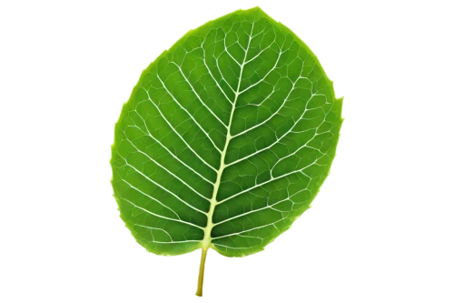 custody leaf,fan leaf,mape leaf,walnut leaf,fig leaf,magnolia leaf,mammoth leaf,chestnut leaf,grape leaf,foliage leaf,leaf,tropical leaf,leaf vegetable,bo leaf,tree leaf,leaf background,leaf structure,round leaved liverleaf,green leaf,young leaf,Conceptual Art,Sci-Fi,Sci-Fi 22