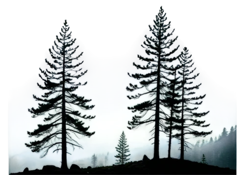 larch forests,spruce trees,temperate coniferous forest,pine trees,fir forest,larch trees,coniferous forest,spruce-fir forest,fir trees,silvertip fir,conifers,spruce forest,fir tree silhouette,evergreen trees,fir needles,coniferous,sugar pine,trees,tropical and subtropical coniferous forests,trees with stitching,Conceptual Art,Fantasy,Fantasy 07