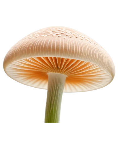 edible mushroom,oyster mushroom,champignon mushroom,edible mushrooms,anti-cancer mushroom,agaricaceae,forest mushroom,lingzhi mushroom,mushroom type,yellow mushroom,club mushroom,mushroom,agaric,fungus,enokitake,small mushroom,medicinal mushroom,wild mushroom,mushroom hat,pleurotus eryngii,Conceptual Art,Daily,Daily 27