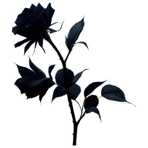 black rose,black hellebore,black rose hip,rose png,datura,flowers png,rose flower illustration,minimalist flowers,noble roses,arrow rose,retro flower silhouette,lady banks' rose,lady banks' rose ,dried rose,rosa caninas,noble rose,fiore,rosa-sinensis,rosa,rosa canina,Photography,Black and white photography,Black and White Photography 14