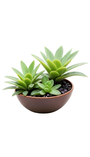 succulent plant,androsace rattling pot,dark green plant,money plant,pot plant,indoor plant,citronella,potted plant,houseplant,small plants,small plant,outdoor plants,plants in pots,succulent in dark red pot,green plant,container plant,plant pot,acianthera,monocotyledon,garden pot,Conceptual Art,Oil color,Oil Color 18