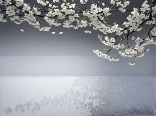 white blossom,japanese floral background,white flower cherry,apricot blossom,gypsophila,plum blossoms,plum blossom,cherry blossom tree,blossom tree,cherry blossom branch,pear blossom,ikebana,japanese sakura background,japanese carnation cherry,sakura tree,japanese cherry blossoms,almond blossoms,sakura cherry tree,japanese cherry blossom,apricot flowers,Illustration,Japanese style,Japanese Style 09