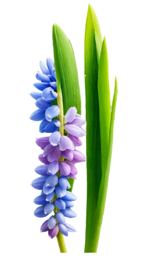 blue grape hyacinth,grape hyacinths,grape hyacinth,muscari armeniacum,muscari,common grape hyacinth,flowers png,grape-hyacinth,white grape hyacinths,graph hyacinth,india hyacinth,hyacinths,striped squill,hyacinth,flower illustration,eucomis,blue bonnet,crown chakra flower,wall,dactylorhiza praetermissa,Art,Classical Oil Painting,Classical Oil Painting 08