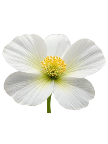 anemone japonica,white cosmos,the white chrysanthemum,white chrysanthemum,anemone sylvestris,white anemones,wood anemone,flannel flower,bush anemone,flowers png,marguerite daisy,dahlia white-green,japanese anemone,poppy anemone,camomile flower,genus anemone,crown anemone,wood anemones,oxeye daisy,wood daisy background,Photography,Documentary Photography,Documentary Photography 22