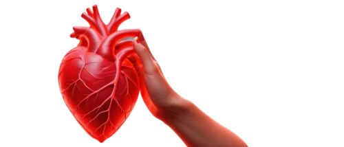 human heart,heart care,heart clipart,heart health,cardiac,cardiac massage,heart icon,heart in hand,the heart of,heart background,cardiology,coronary artery,coronary vascular,blood circulation,heart,aorta,circulatory,medical illustration,heart flourish,circulatory system,Art,Artistic Painting,Artistic Painting 02