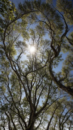 tree canopy,canopy,upward tree position,the branches of the tree,adansonia,yoshua tree national park,tree of life,jacaranda trees,the roots of the mangrove trees,tree tops,flourishing tree,silk tree,palma trees,the branches,tree grove,treetop,treetops,tree's nest,tree branches,tree top