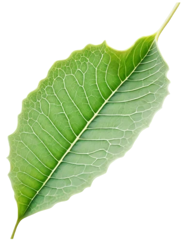 grape leaf,custody leaf,fig leaf,beech leaf,mammoth leaf,fan leaf,magnolia leaf,walnut leaf,foliage leaf,mape leaf,leaf structure,chestnut leaf,leaf,leaf vegetable,ginkgo leaf,leaf background,chlorophyta,acorn leaf,tropical leaf,tree leaf,Photography,Fashion Photography,Fashion Photography 17