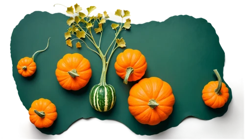 decorative pumpkins,ornamental gourds,decorative squashes,winter squash,gourds,calabaza,autumn pumpkins,funny pumpkins,mini pumpkins,green oranges,scarlet gourd,cucurbita,seasonal autumn decoration,pumpkins,figleaf gourd,pointed gourd,halloween pumpkins,gem squash,striped pumpkins,persimmon,Unique,Design,Knolling