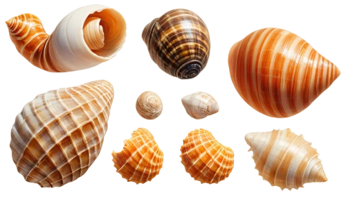 marine gastropods,shells,sea shell,seashells,watercolor seashells,sea shells,in shells,seashell,gastropods,snail shells,mollusks,blue sea shell pattern,shell,molluscs,snail shell,sea snail,spiny sea shell,beach shell,mollusc,whelk,Conceptual Art,Oil color,Oil Color 04