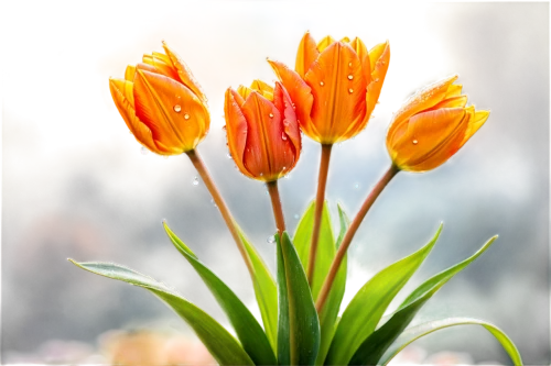 orange tulips,tulip background,yellow orange tulip,turkestan tulip,tulipa,tulip flowers,tulipa tarda,tulips,two tulips,crocus flowers,saffron crocus,spring crocus,tulip bouquet,wild tulips,siam tulip,tulip,fritillaria imperialis,crocuses,tulip branches,tulip blossom,Illustration,Realistic Fantasy,Realistic Fantasy 13