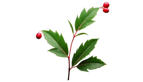 american holly,ilex verticillataamerican winterberry,japanese kuchenbaum,lingonberry,cherry branch,cherry twig,holly bush,xanthorrhoeaceae,xmas plant,barberry,holly leaves,geraniaceae,bladder cherry,syzygium,rosehip,schisandra,siberian ginseng,rose hip plant,natal lily,candy cane sorrel,Art,Artistic Painting,Artistic Painting 09