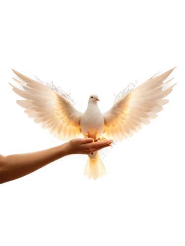 dove of peace,doves of peace,peace dove,dove eating out of your hand,holy spirit,bird png,white dove,doves,dove,i love birds,divine healing energy,giving,doves and pigeons,give,love dove,ring dove,turtledove,lovebird,love bird,pigeons and doves,Illustration,Abstract Fantasy,Abstract Fantasy 14