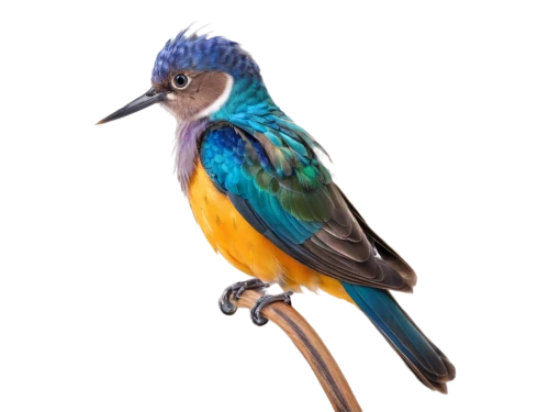 alcedo atthis,bird png,lophophanes cristatus,an ornamental bird,beautiful bird,gouldian,lazuli bunting,colorful birds,coraciiformes,bird illustration,psittacidae,ornamental bird,common kingfisher,a species of marine bird,riodinidae,tickell's blue flycatcher,bird hummingbird,phasianidae,male rufous hummingbird,emberizidae,Illustration,Japanese style,Japanese Style 21