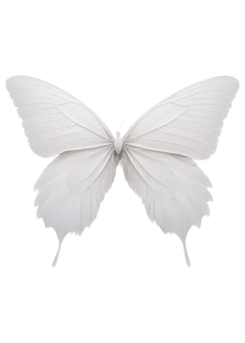 butterfly white,white butterfly,celastrina,butterfly vector,large white,cupido (butterfly),hesperia (butterfly),white butterflies,black-veined white butterfly,cabbage white,cabbage white butterfly,tree white butterfly,limenitis,papillon,little cabbage white butterfly,butterfly isolated,vanessa (butterfly),isolated butterfly,checkered white,janome butterfly,Illustration,Abstract Fantasy,Abstract Fantasy 20