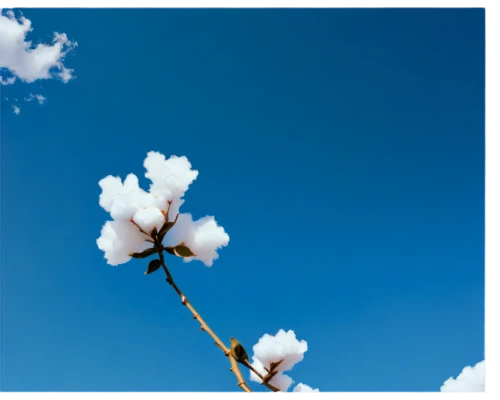 cherry blossom branch,almond tree,blue sky and white clouds,almond blossoms,flowering cherry,cherry branches,almond blossom,apple blossom branch,blue sky and clouds,sakura branch,sky ladder plant,cotton plant,japanese carnation cherry,plum blossom,blossoming apple tree,about clouds,spring leaf background,spring background,blue sky clouds,minimalist flowers,Illustration,Japanese style,Japanese Style 09