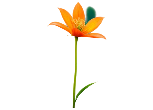 orange lily,orange flower,flowers png,ornithogalum,turkestan tulip,guernsey lily,lily flower,sego lily,flame lily,minimalist flowers,lotus png,firecracker flower,gazania,flower background,flame flower,single flower,tiger lily,day lily flower,tulipa,fire lily,Photography,Documentary Photography,Documentary Photography 34