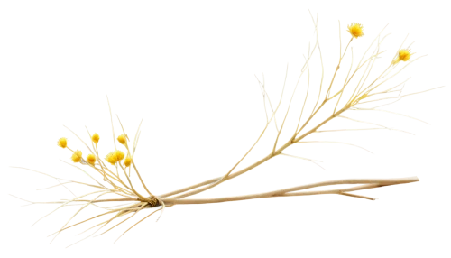 yellow nutsedge,dried wild flower,wattleseed,spikelets,willow catkin,inflorescences,caraway seeds,branched asphodel,seed-head,dried flower,ikebana,foeniculum vulgare,dried cassia,seed head,elymus repens,inflorescence,hieracium,fennel flower,mimosa tenuiflora,anise,Conceptual Art,Daily,Daily 16