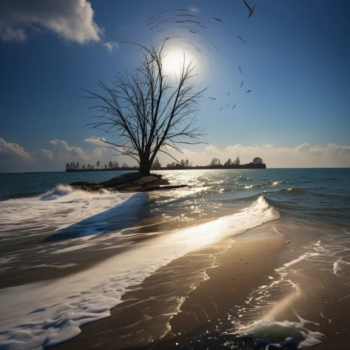 isolated tree,lone tree,bird island,indiana dunes state park,beach landscape,deserted island,landscape photography,island suspended,seascape,islet,coastal landscape,sunrise beach,beautiful beach,dark beach,an island far away landscape,wood and beach,sun and sea,beautiful beaches,lakeshore,shoreline,Photography,General,Realistic