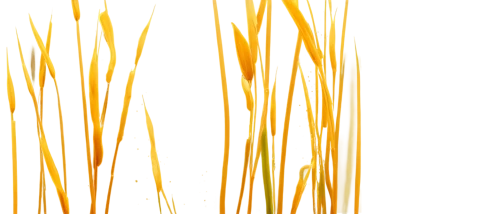 reed grass,long grass,grass fronds,reeds,yellow nutsedge,cattails,grass grasses,ornamental grass,phragmites,grasses,feather bristle grass,wheat grasses,dried grass,bulrush,flowers png,yellow grass,strand of wheat,trembling grass,beach grass,sweet grass,Illustration,Black and White,Black and White 34