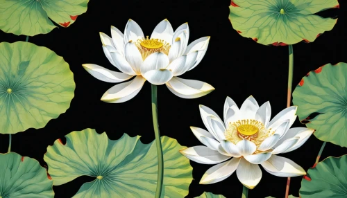 lotus on pond,lotus flowers,water lotus,white water lilies,water lilies,lotus leaves,lotus plants,lotuses,lotus,lotus png,pond lily,white water lily,lotus ffflower,lotus pond,fragrant white water lily,lotus effect,sacred lotus,golden lotus flowers,lotus flower,waterlily