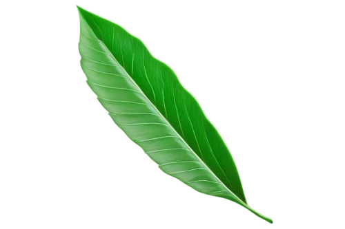 coconut leaf,tropical leaf,palm leaf,mape leaf,banana leaf,jungle leaf,magnolia leaf,walnut leaf,tropical leaf pattern,leaf background,tree leaf,palm leaves,oleaceae,green leaf,banana leaf rice,custody leaf,fan leaf,chestnut leaf,leaf,spring leaf background,Photography,Documentary Photography,Documentary Photography 17