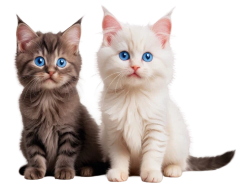 blue eyes cat,cat with blue eyes,two cats,kittens,turkish angora,pet vitamins & supplements,turkish van,breed cat,cat image,felines,american bobtail,american wirehair,cats angora,cute cat,japanese bobtail,baby cats,birman,cats,cat on a blue background,british longhair cat,Art,Artistic Painting,Artistic Painting 30