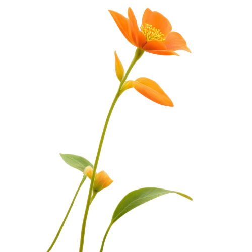 orange lily,flowers png,orange flower,minimalist flowers,ornithogalum,yellow orange tulip,tulip background,defense,orange petals,turkestan tulip,orange flowers,lily flower,flower background,lotus png,orange rose,freesia,orange jasmine,single flower,guernsey lily,flame lily,Illustration,Realistic Fantasy,Realistic Fantasy 18