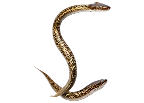 common garter snake,western terrestrial garter snake,glass lizard,gar,sharptail snake,garter snake,plain bellied watersnake,snakehead,elegans,pointed snake,eleutherodactylus,plains gartersnake,northern alligator lizard,nymphalis,eel,skink,splendor skink,shofar,doubletail,african house snake,Art,Classical Oil Painting,Classical Oil Painting 07