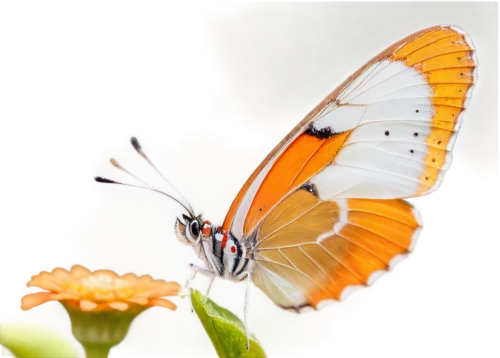 dryas julia,coenonympha,coenonympha tullia,viceroy (butterfly),euphydryas,dryas iulia,butterfly isolated,orange butterfly,butterfly background,brush-footed butterfly,isolated butterfly,butterfly on a flower,glass wing butterfly,white butterfly,butterfly white,heliconius hecale,hesperia (butterfly),melanargia,gatekeeper (butterfly),butterfly vector,Illustration,Japanese style,Japanese Style 02