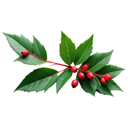 american holly,holly leaves,cherry laurel,holly berries,ilex verticillataamerican winterberry,holly wreath,holly bush,ilex vomitoria,curry leaves,rowanberry,bay-leaf,mistletoe berries,allspice,syzygium,lingonberry,geraniaceae,black rowan,oleaceae,xanthorrhoeaceae,xmas plant,Illustration,Paper based,Paper Based 08