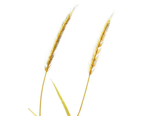 spikelets,elymus repens,strand of wheat,foxtail barley,hordeum vulgare,wheat ear,triticum durum,triticale,sweet grass plant,durum wheat,yellow nutsedge,wheat germ grass,citronella,einkorn wheat,wheat ears,panicle,poaceae,sweet grass,hordeum,khorasan wheat,Illustration,American Style,American Style 02