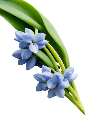 flowers png,blue grape hyacinth,grape hyacinths,hyacinths,white grape hyacinths,siberian squill,grape hyacinth,muscari armeniacum,common grape hyacinth,muscari,grape-hyacinth,india hyacinth,hyacinth,graph hyacinth,blue flowers,tuberose,striped squill,blue flower,agapanthus,blue petals,Photography,Fashion Photography,Fashion Photography 16