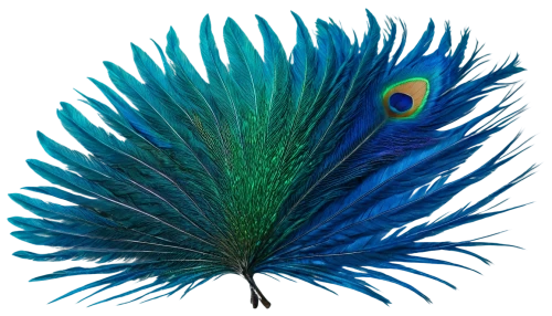 peacock feathers,peacock feather,parrot feathers,male peacock,peacock,prince of wales feathers,feather headdress,guatemalan quetzal,blue peacock,fairy peacock,color feathers,beak feathers,bird-of-paradise,peafowl,quetzal,peacock eye,feather jewelry,scheepmaker crowned pigeon,feather bristle grass,feathers bird,Conceptual Art,Fantasy,Fantasy 08