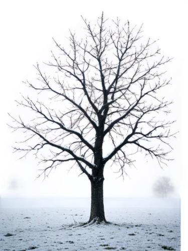 isolated tree,winter tree,treemsnow,bare tree,snow tree,lone tree,tree thoughtless,snowy tree,hoarfrost,tree white,slippery elm,winter background,deciduous tree,birch tree background,linden tree,bare trees,seasonal tree,elm tree,a tree,wintry,Art,Artistic Painting,Artistic Painting 06