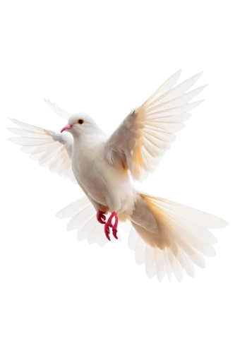 dove of peace,doves of peace,peace dove,white dove,bird png,white finch,arctic tern,turtledove,large white-headed gull,white pigeons,bird in flight,royal tern,dove,flying tern,flying common tern,white pigeon,bird flying,beautiful dove,black-headed gull,doves,Photography,Black and white photography,Black and White Photography 07