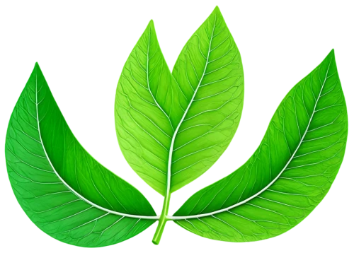 mape leaf,lotus leaf,tropical leaf,coconut leaf,tropical leaf pattern,fan leaf,walnut leaf,leaf background,fig leaf,custody leaf,palm leaf,green leaf,chestnut leaf,jungle leaf,banana leaf,lotus png,magnolia leaf,bo leaf,four-leaf,spring leaf background,Illustration,Vector,Vector 10