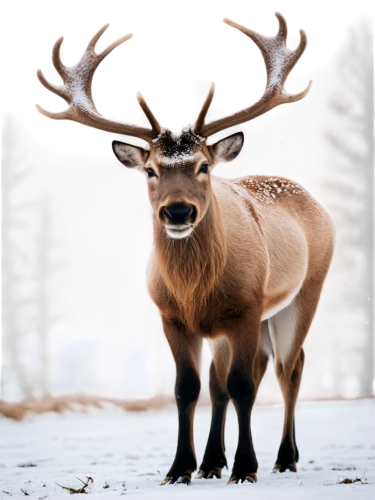 elk,winter deer,elk bull,male deer,antler velvet,red deer,whitetail,deer bull,european deer,buffalo plaid antlers,manchurian stag,cervus elaphus,whitetail buck,antler,buck antlers,raindeer,pere davids male deer,rudolf,reindeer from santa claus,glowing antlers,Conceptual Art,Daily,Daily 06